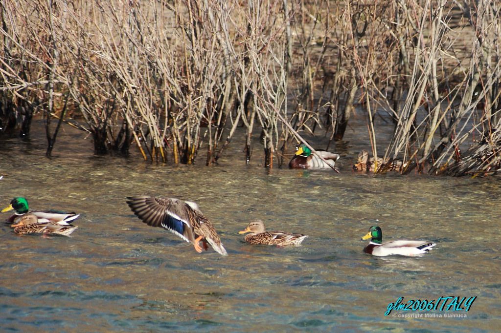 Germani reali... arrivvoooooo